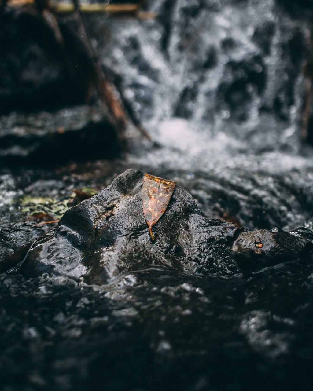 HIGH ANGLE VIEW OF A LIZARD ON ROCK