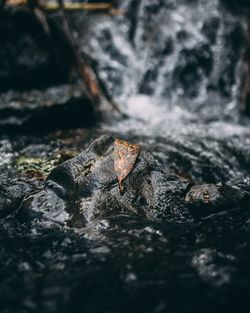 Close-up of lizard on rock