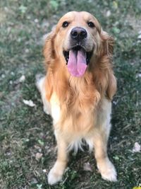 Portrait of golden retriever on field