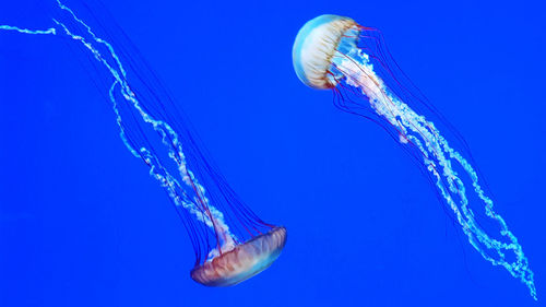 Jellyfish in sea