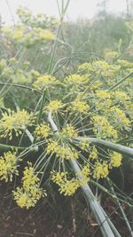 Close-up of plant