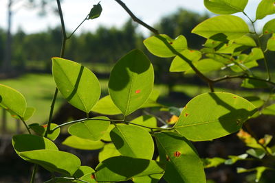 Close-up of green leaves