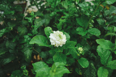 Close-up of white flowering plant