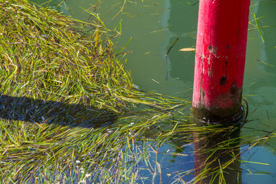 Close-up of plant in water