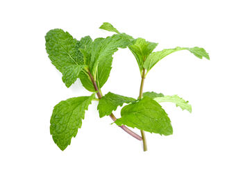 Close-up of fresh green leaves against white background