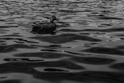 High angle view of duck swimming on lake