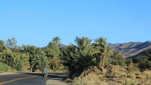 Palm trees on landscape against clear blue sky