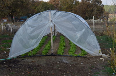 View of tent on wet land vegetable greenhouses