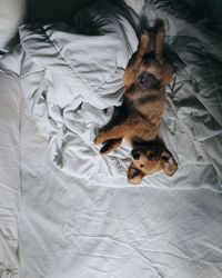 High angle view of cat resting on bed