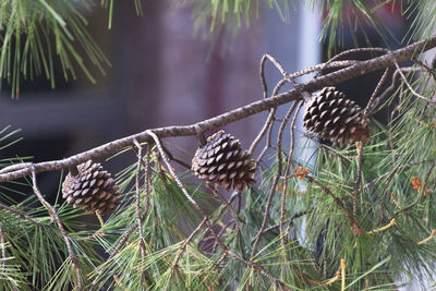 Close-up of pine cone on tree