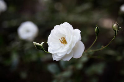 Close-up of white rose