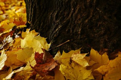 Close-up of leaves on tree trunk