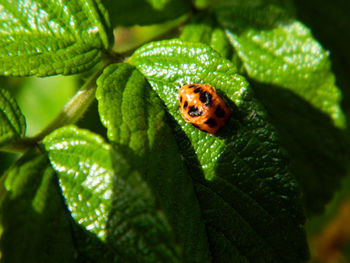 Close-up of ladybug on leaf