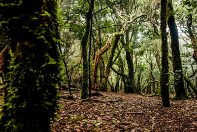 Trees growing in forest