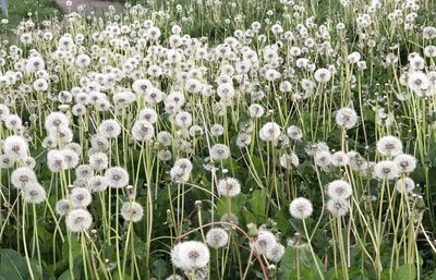 Close-up of white flowering plants on field