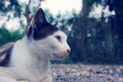 Close-up of cat looking away