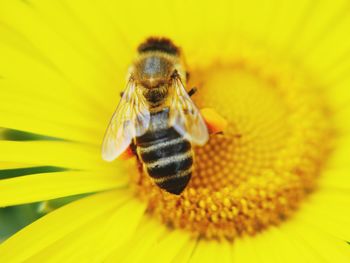 Close-up of bee on yellow flower