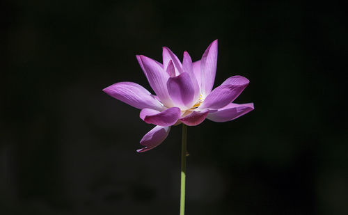 Close-up of pink lotus water