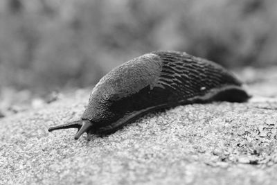 Close-up of snail on land