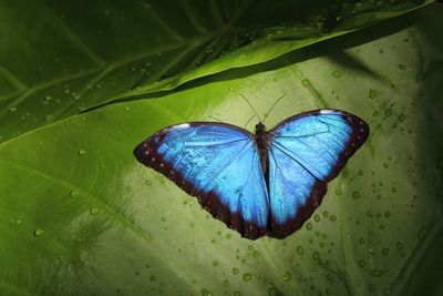 High angle view of butterfly on leaf