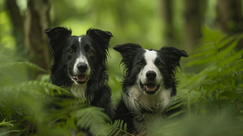 Close-up of dog