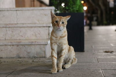 Portrait of cat sitting on footpath