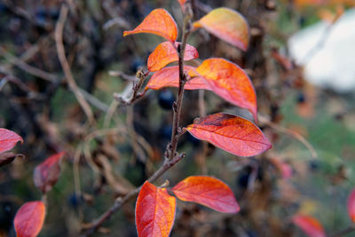 Close-up of autumnal leaves against blurred background