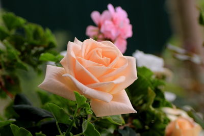 Close-up of rose flower in bloom