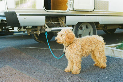 View of a dog on road