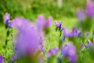 Close-up of purple flowering plant on field