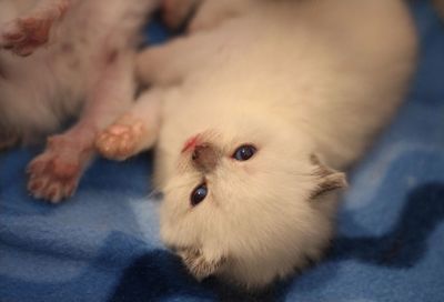 British shorthaired kitten 