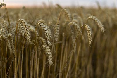 Close-up of wheat growing on field