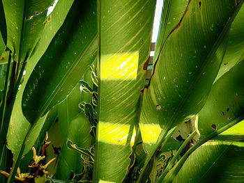 Close-up of green leaf on tree