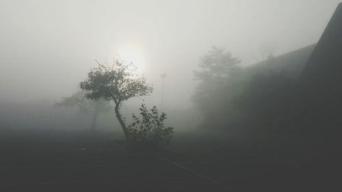 View of trees in foggy weather