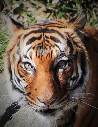 Close-up portrait of tiger