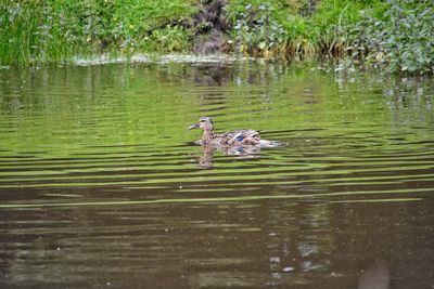 View of ducks swimming in lake