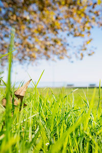 Close-up of grass on field against sky