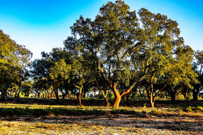 Trees on field against clear sky