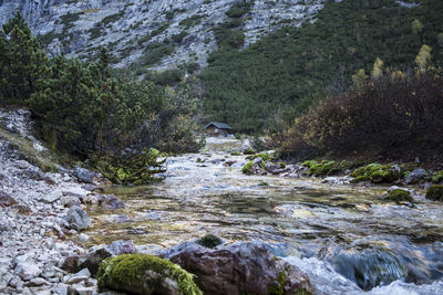 View of stream flowing through forest