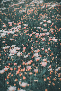 Close-up of flowering plant on field