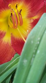 Close-up of red flowering plant