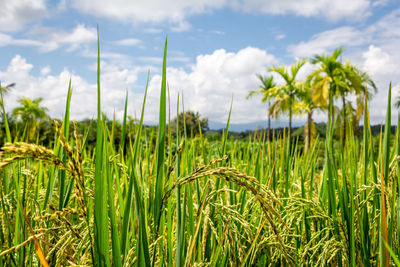 Close-up of crops growing on field against sky
