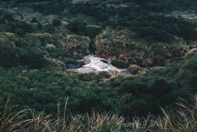 Scenic view of rocks in forest