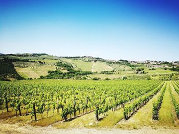 Scenic view of vineyard against clear sky