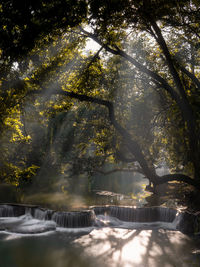 Sunlight falling on trees in forest