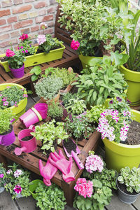 High angle view of potted plants for sale