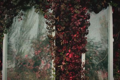 Close-up of ivy growing on plant during autumn
