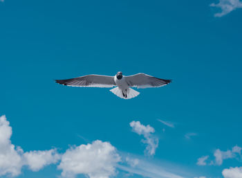 Low angle view of seagull flying