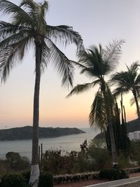 Palm tree by sea against sky at sunset