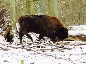 American bison on snowy field against trees